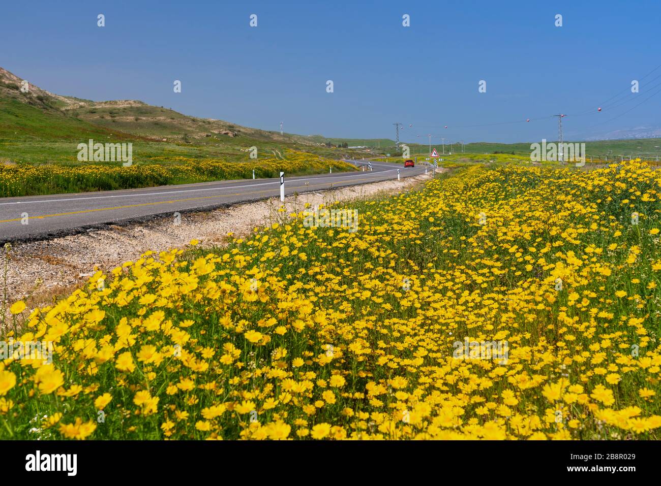 Yellow Crown daisy wildflowers on the roadsides of the Jordan Valley, Israel, Middle East. Stock Photo
