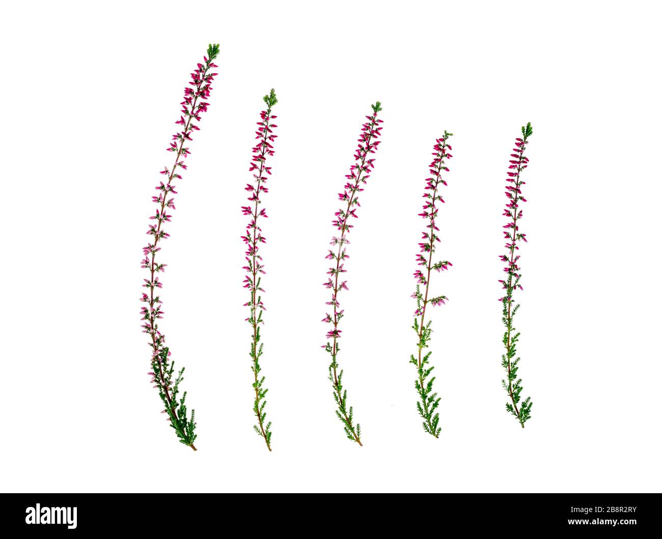 Blooming pink heather branches on white background. Studio Photo Stock Photo