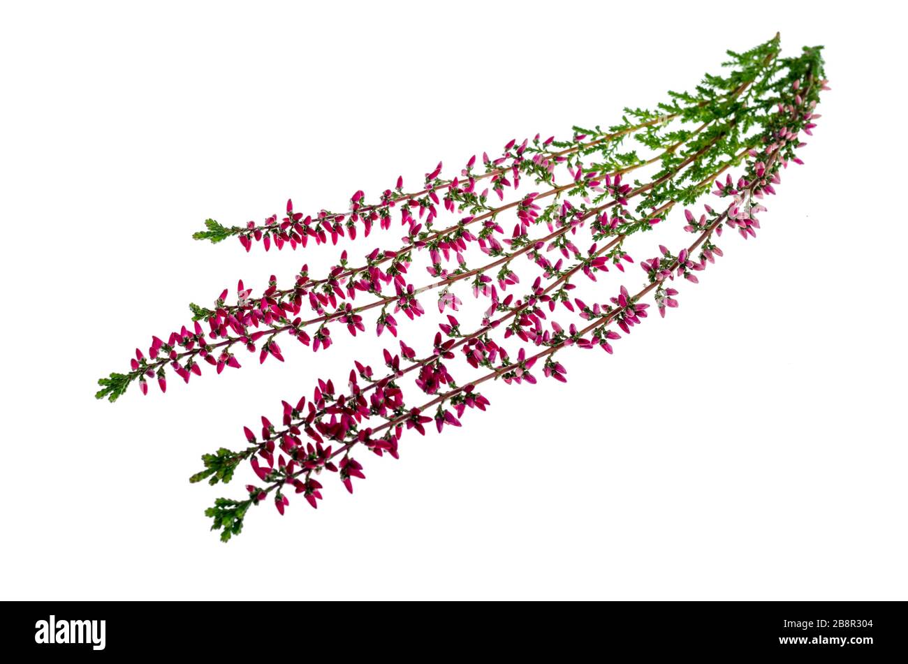 Blooming pink heather branches on white background. Studio Photo Stock Photo