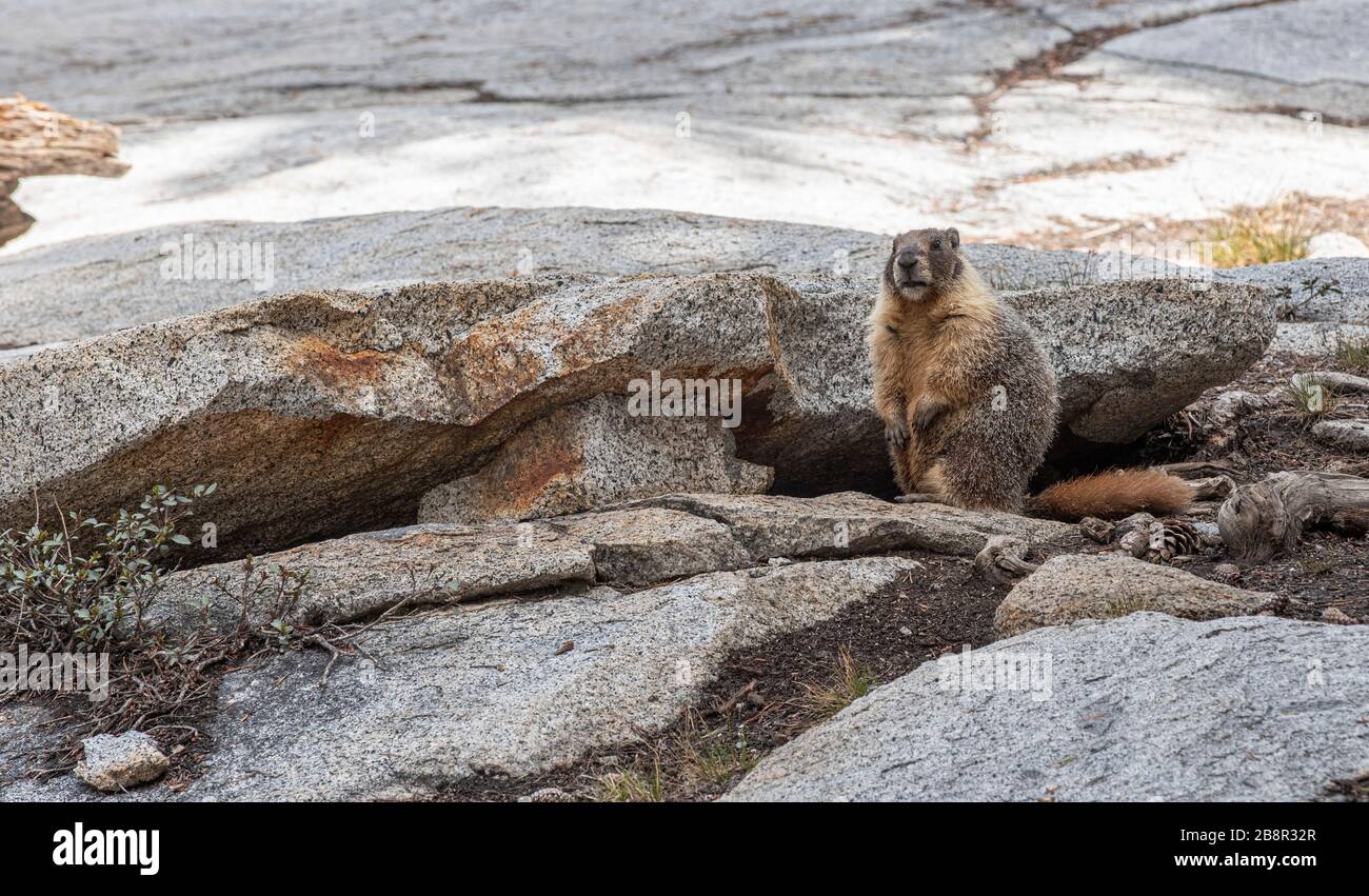 Marmots abound along the Lakes Trail in Sequoia National Park Stock Photo