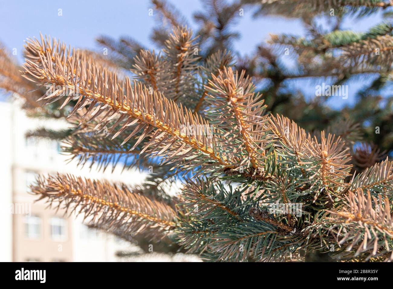 branches of blue spruce which changed the color of needles to brown, Picea pungens in the park on the background of houses, selective focus Stock Photo