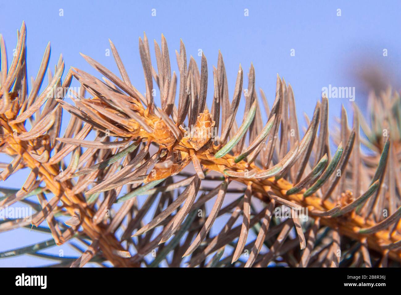 branches of blue spruce that changed the color of the needles to brown, Picea pungens macro and close-up of buds or even small cones with backlighting Stock Photo