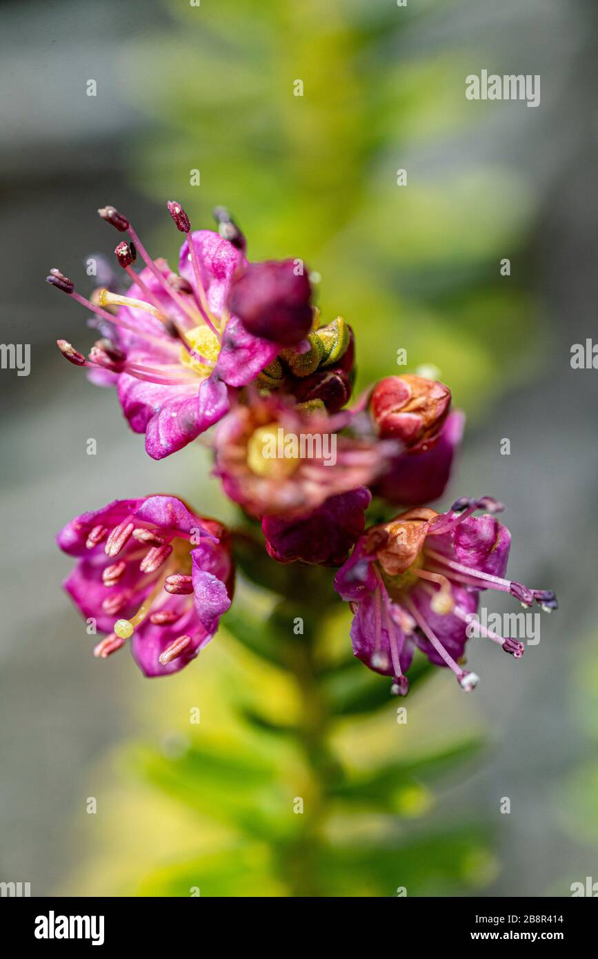 Kalmia microphylla, aka Alpine laurel, grows at elevation in the