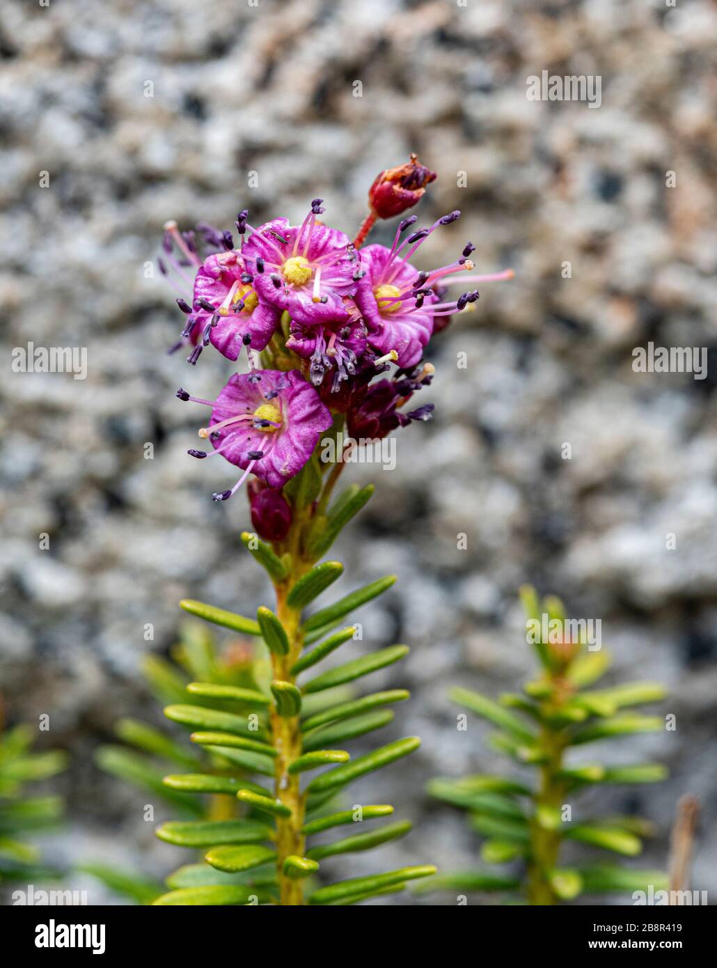 Kalmia microphylla, aka Alpine laurel, grows at elevation in the western United States, photographed in Sequoia National Park. Stock Photo