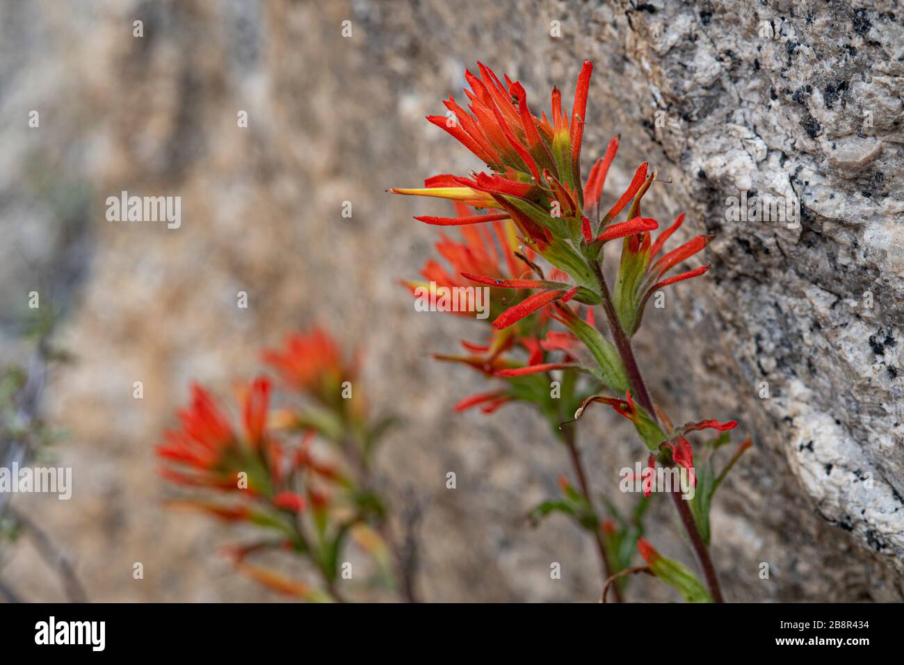 Indian paintbrush grows at elevation along the rocky trails in Sequoia National Park. Stock Photo