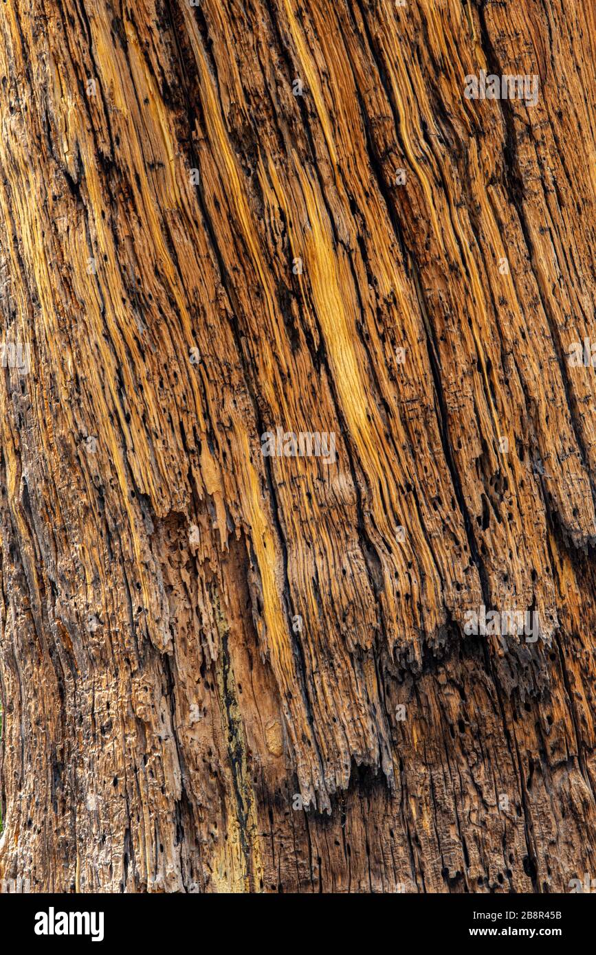 Sequoia Bark is tough and thick and can withstand flames and severe weather to protect the towering trees. Stock Photo
