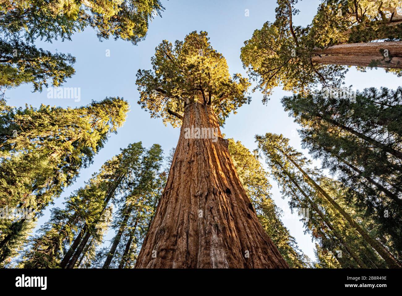 The grand sequoias tower over visitors to Sequoia National Park. Stock Photo