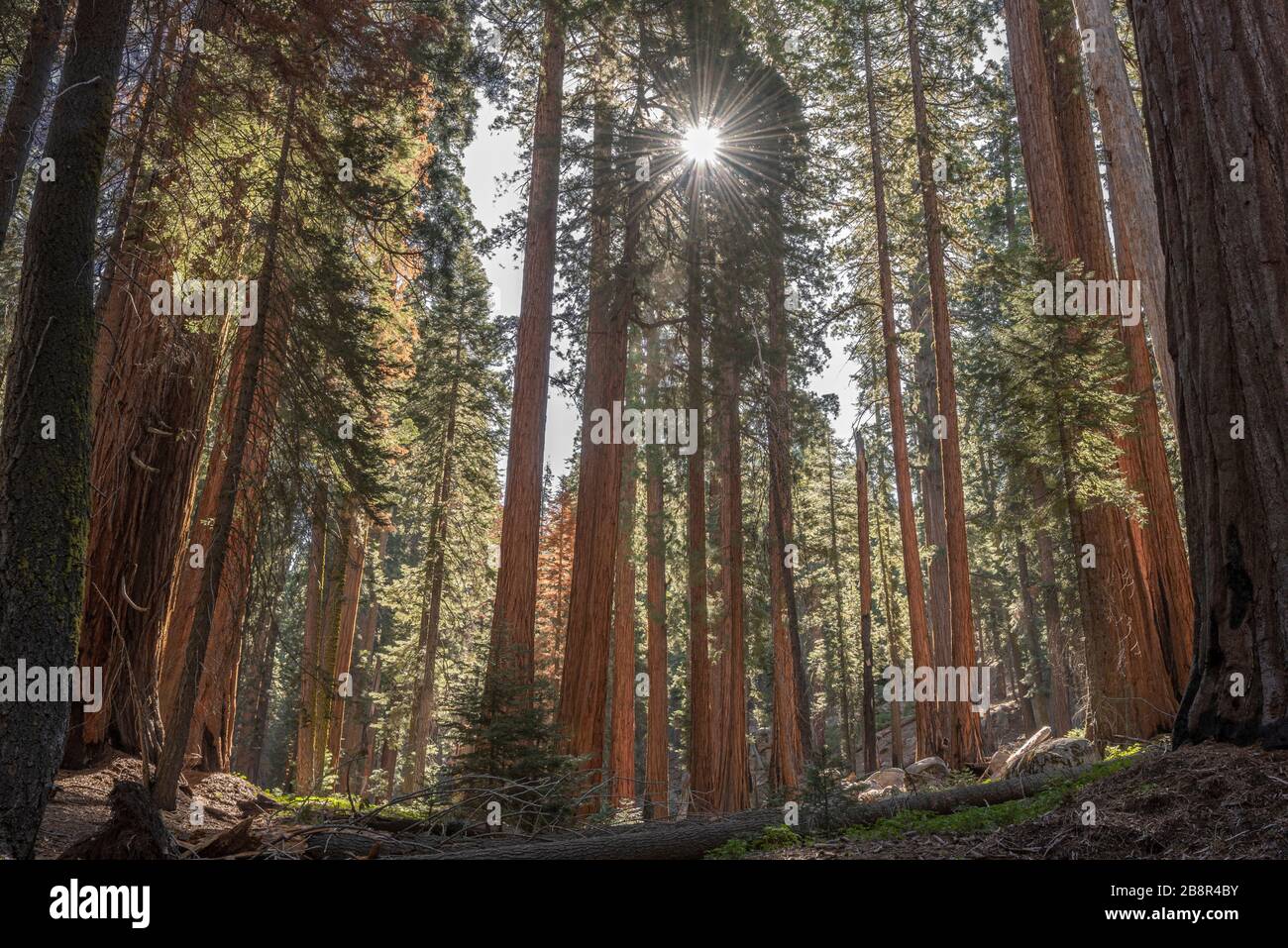 The grand sequoias tower over visitors to Sequoia National Park. Stock Photo