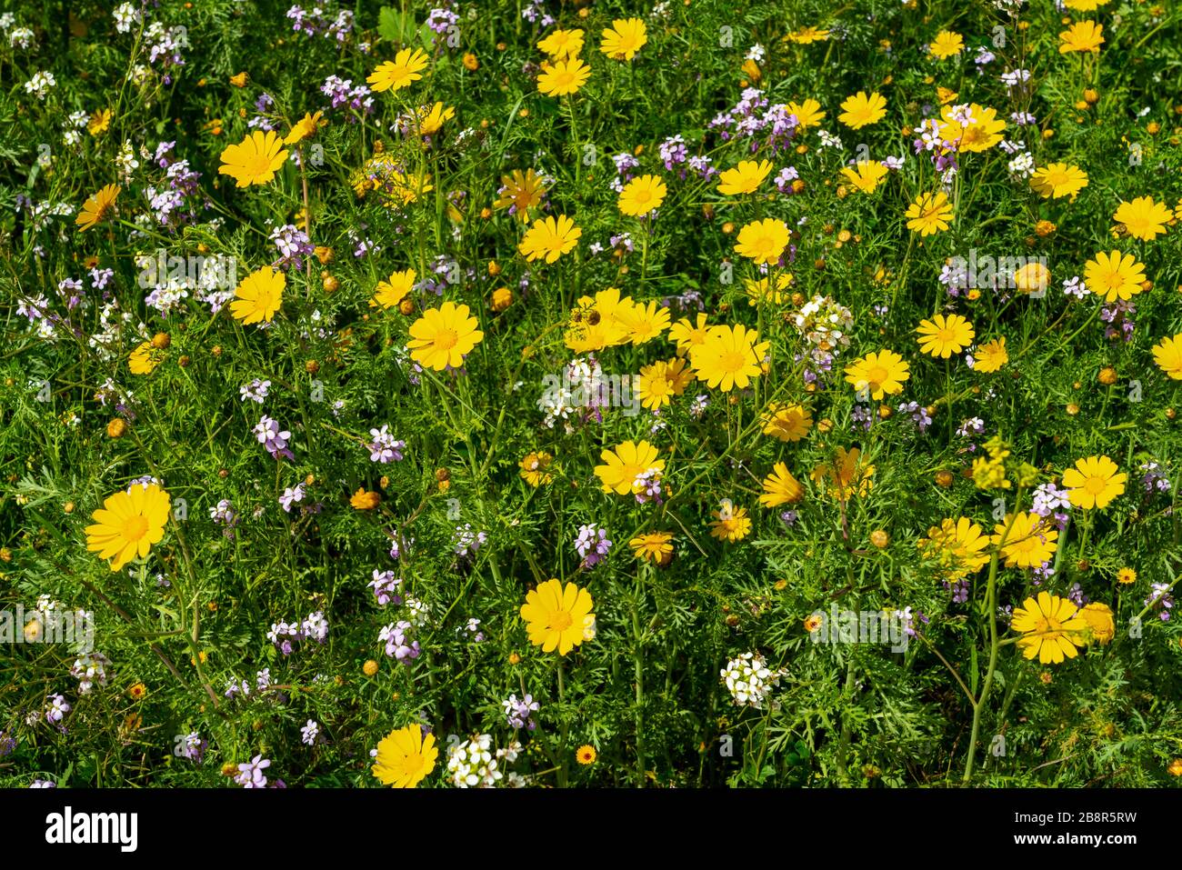 Crown daisy and yellow mustard flowers in the Be'eri Forest, Negev ...