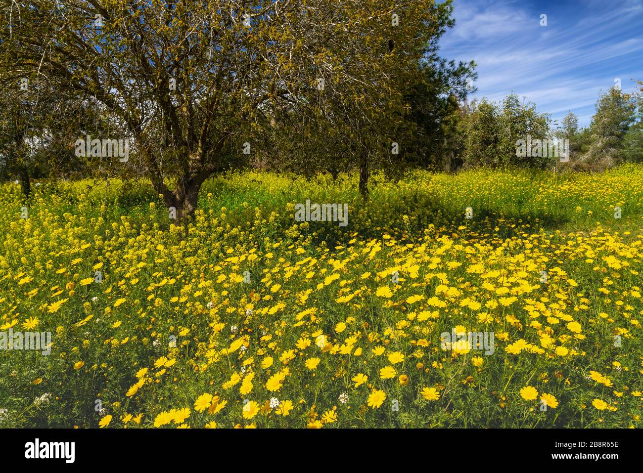Crown daisy and yellow mustard flowers in the Be'eri Forest, Negev ...
