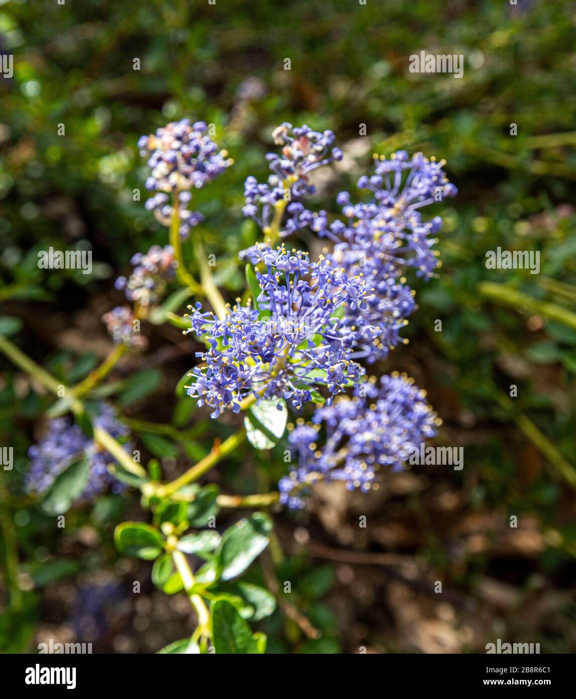 Ceanothus diversifolius aka pinemat is a tiny flowering shrub native to the mountains of California. Stock Photo