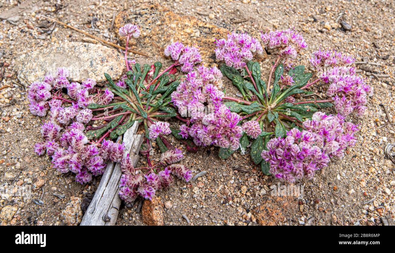 Pussypaws grow in the open alpine stony soil in Sequoia National Park. Stock Photo