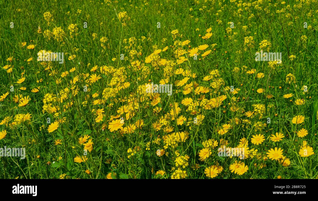 Crown daisy and yellow mustard flowers in the Be'eri Forest, Negev ...