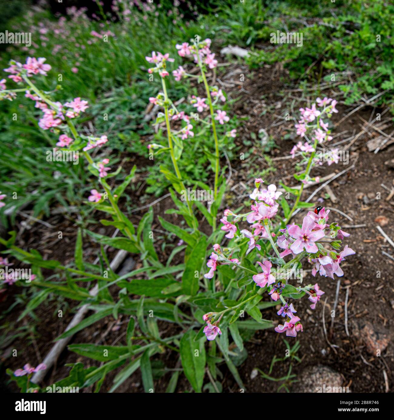 Hackelia mundula, aka pink stickseed, grows in high elevations of the Sierra Nevada mountains, photographed in Sequoia National Park. Stock Photo