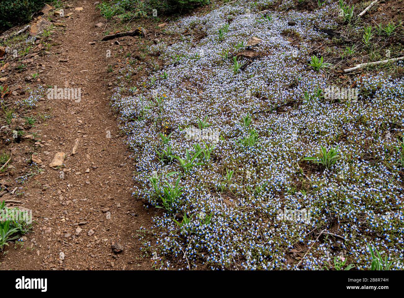 Popcorn flowers grow along a trail in Sequoia National Park in Spring. Stock Photo