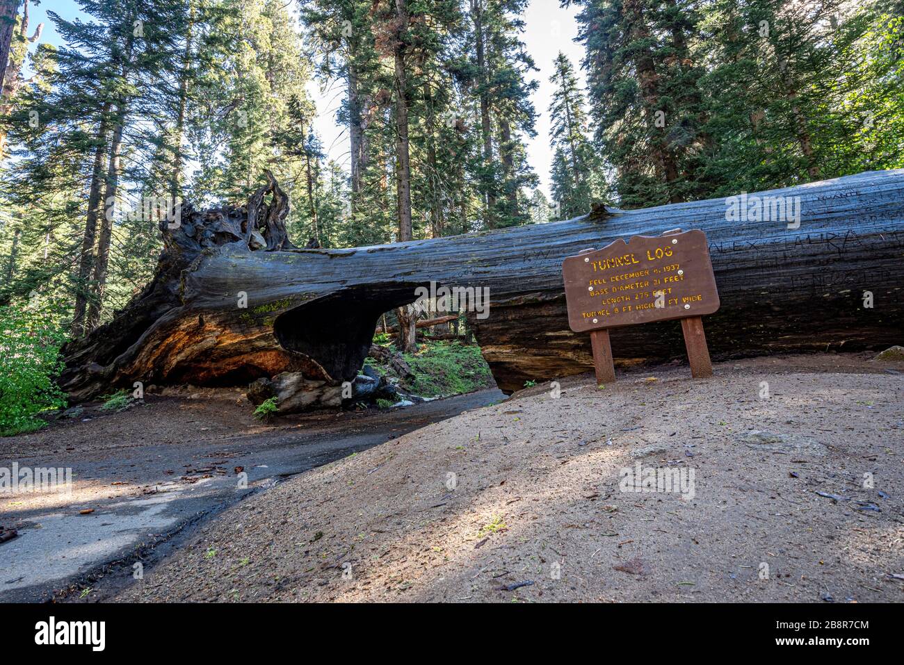 The tunnel log in Sequoia National Park was carved in 1938 from a fallen sequoia and has been open to traffic since. Stock Photo