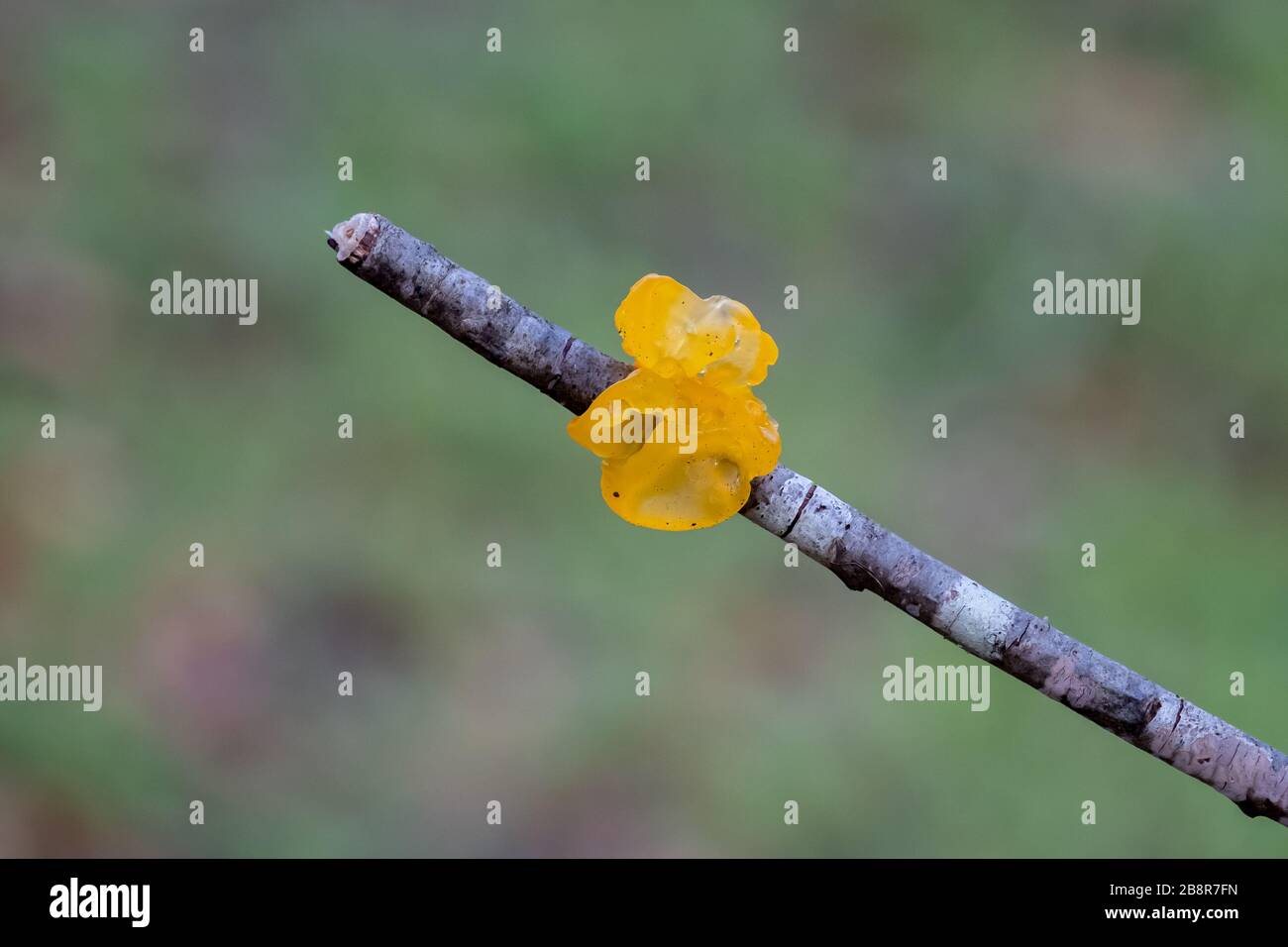 Witches' butter growing on a fallen branch. Raleigh, North Carolina