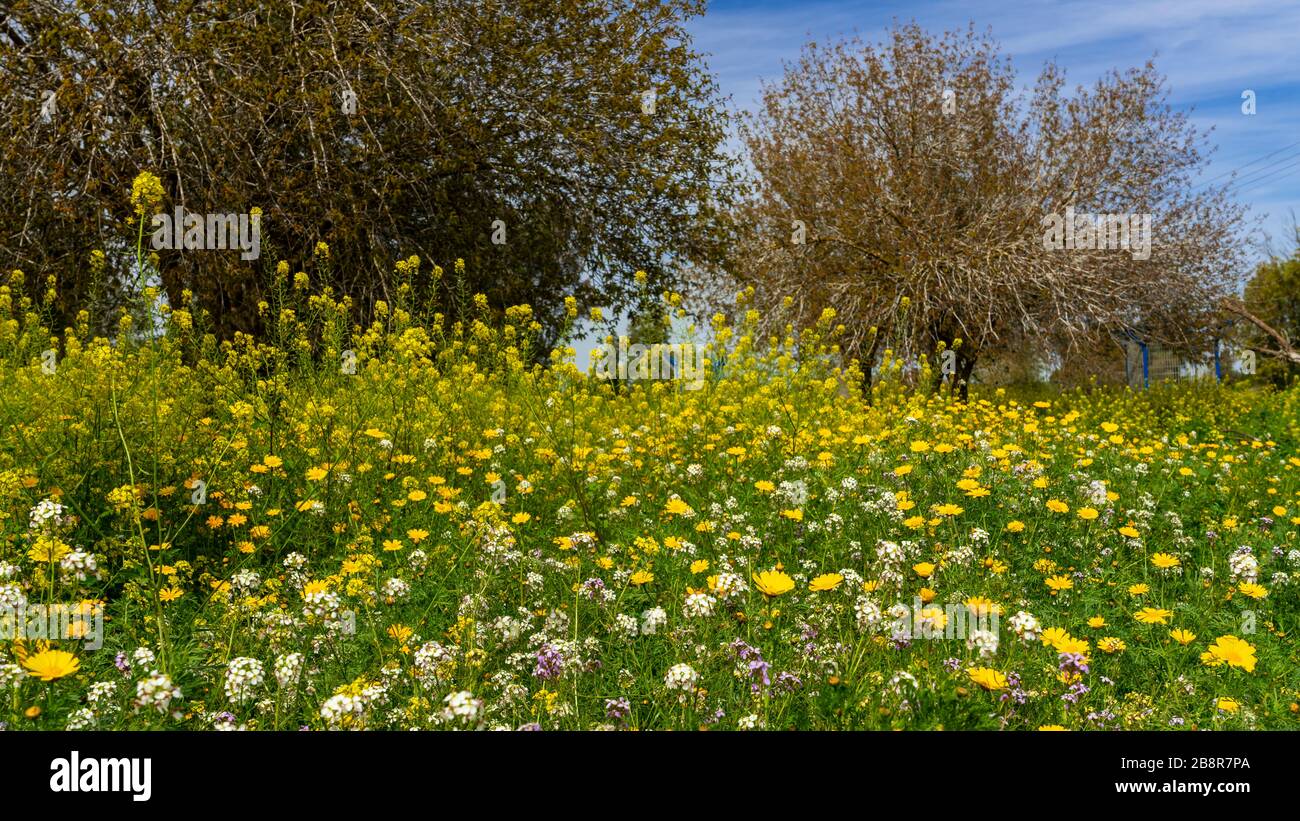 Crown daisy and yellow mustard flowers in the Be'eri Forest, Negev ...