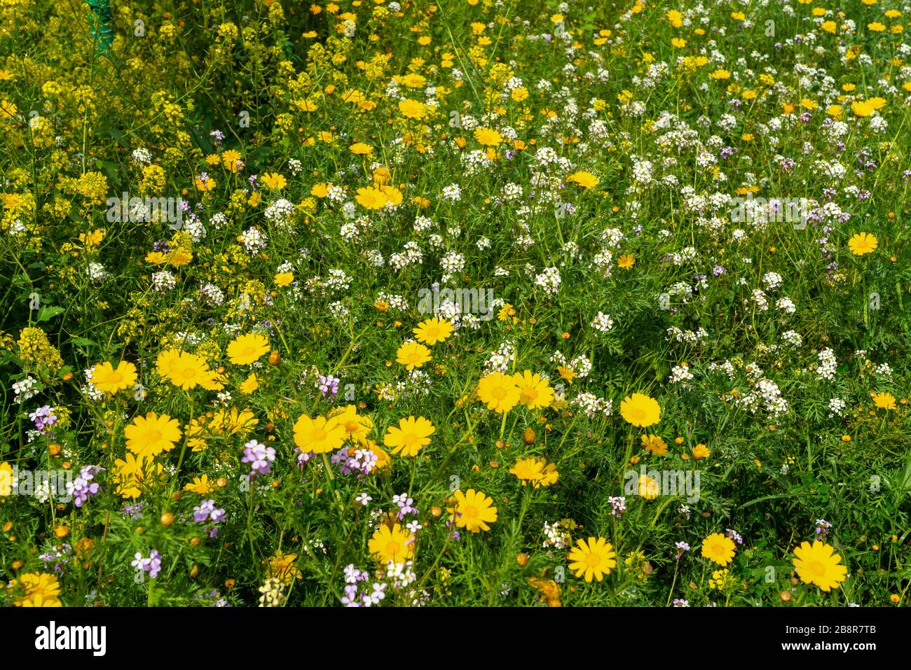 Crown daisy and yellow mustard flowers in the Be'eri Forest, Negev ...