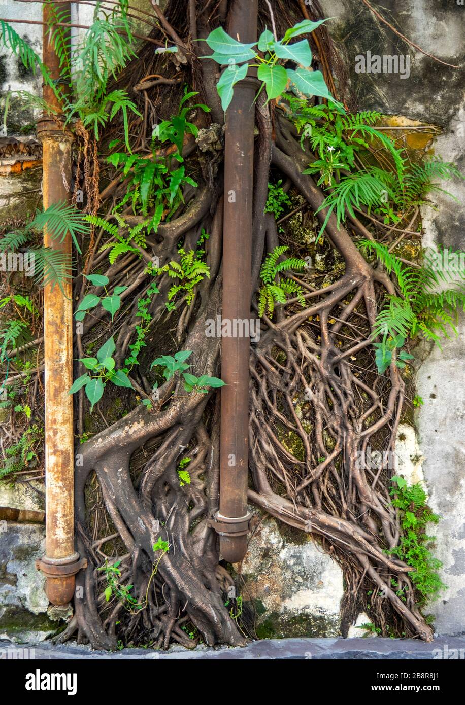 Vine creeper and roots wrapped around water pipes. Stock Photo