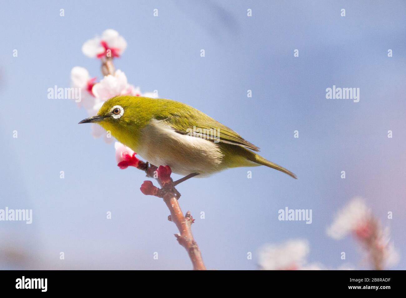 Japanese white eye, also known as a warbling white-eye,(Zosterops japonicus) in a cherry tree in Yamato, Kanagawa, Japan. Stock Photo
