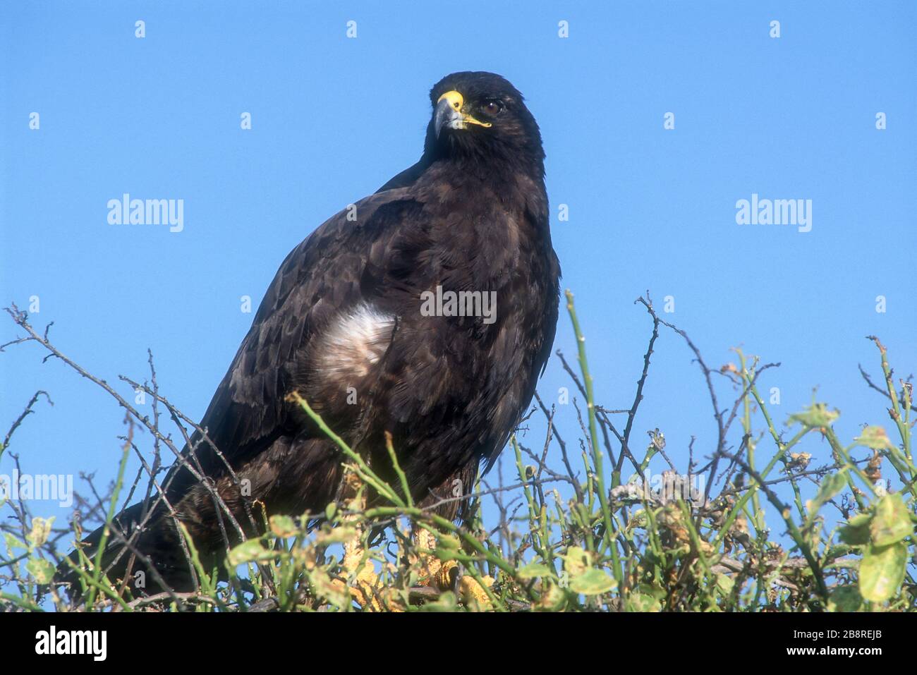Galapagos hawk buteo galapagoensis hi-res stock photography and images ...