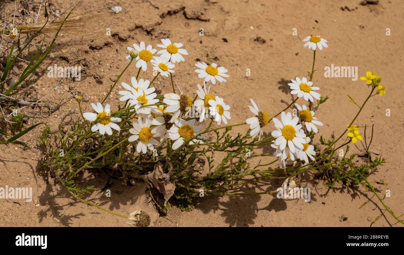 Wildflowers blooming in the southern Negev Desert, Israel, Middle East. Stock Photo