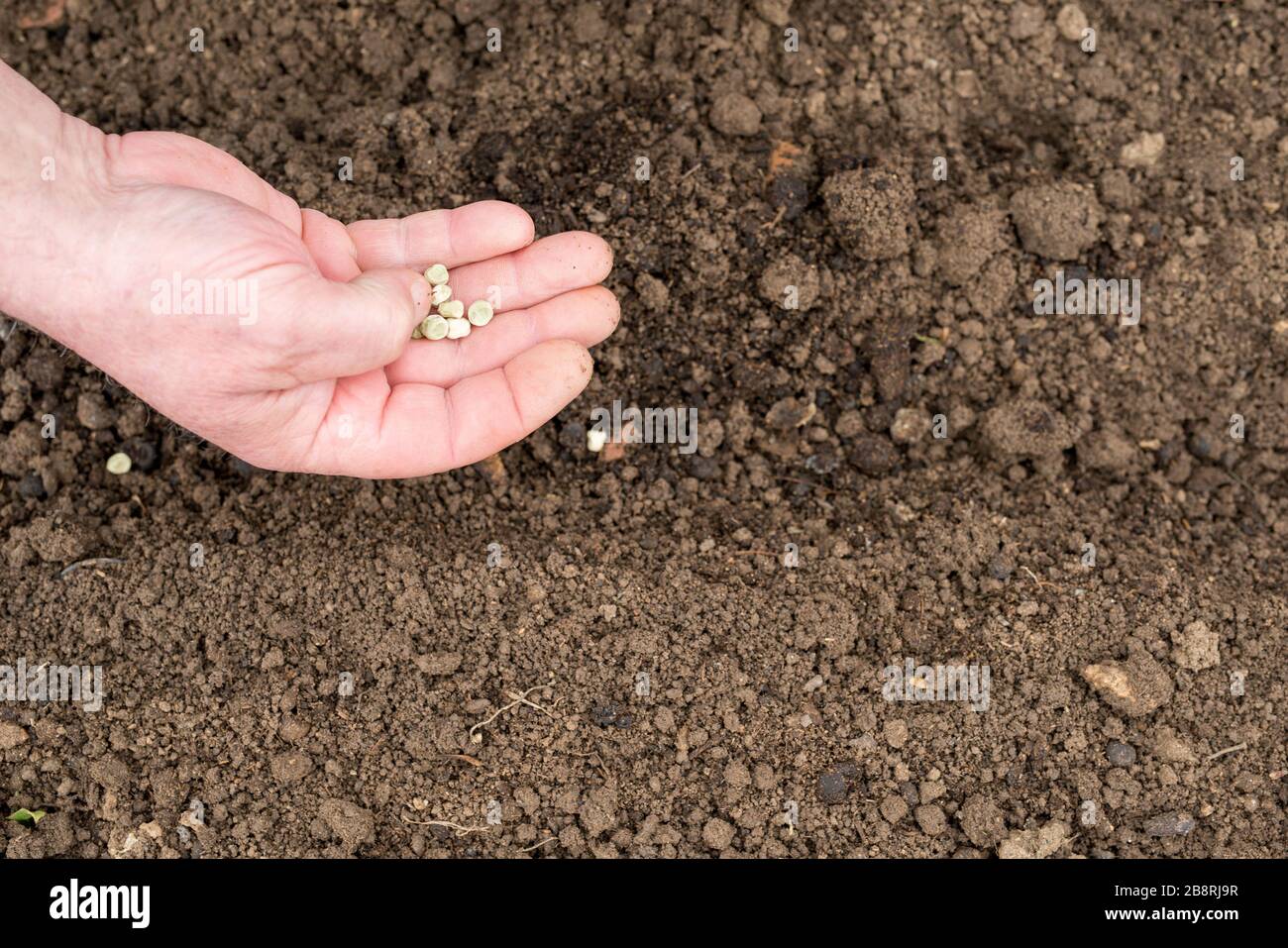 горох в открытый грунт весной. посадка гороха. подвязать горох на грядке. горох в открытый грунт весной. пикировка сеянцев литопсов.