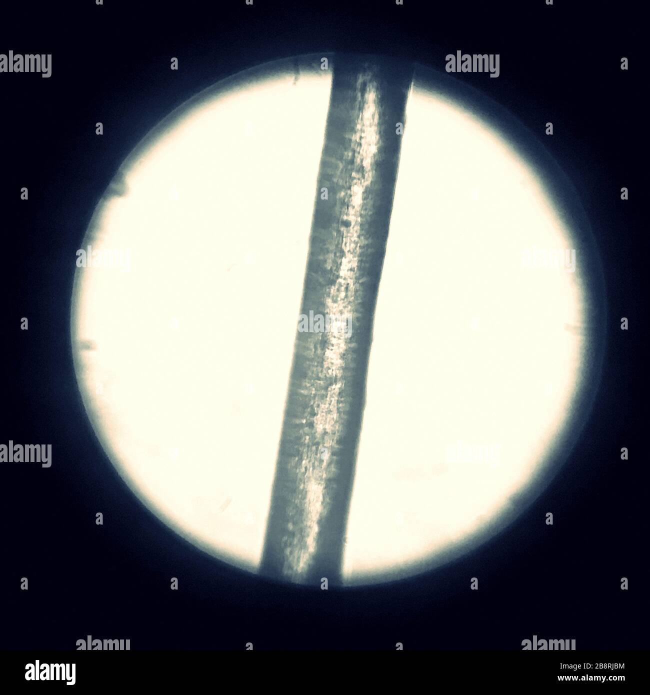 Human hair seen under an optical microscope Stock Photo
