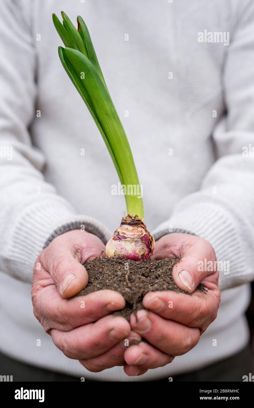 soil and plant in cupped  hands - copy space Stock Photo
