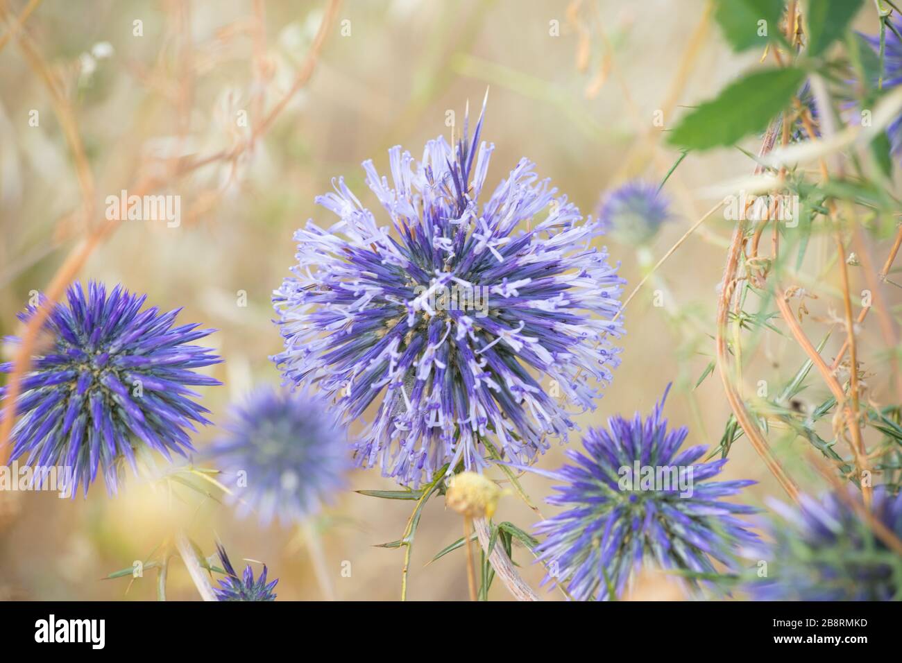 Purple flowers in the valley of Qadisha. Valley of Qadisha, Lebanon