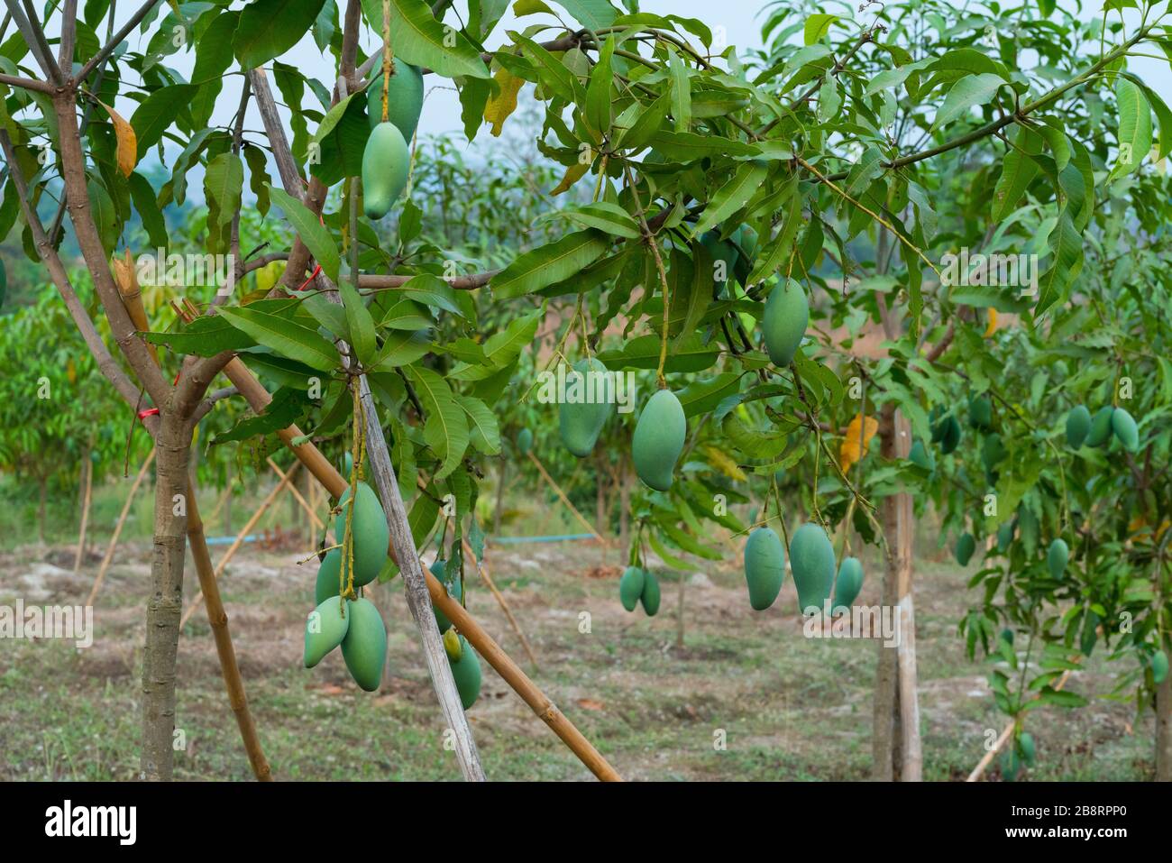 Mango grove hires stock photography and images Alamy