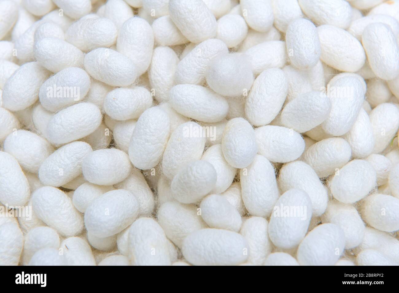 white silkworm cocoons shell. This is a source of silk thread and silk fabric Stock Photo Alamy