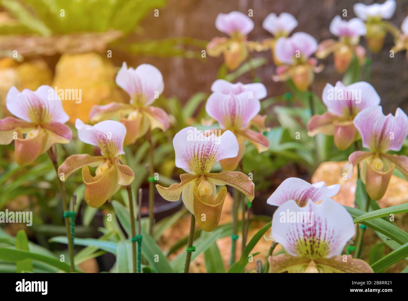 colorful of lady's slipper orchid in Beautiful garden. (Paphiopedilum Callosum) Stock Photo