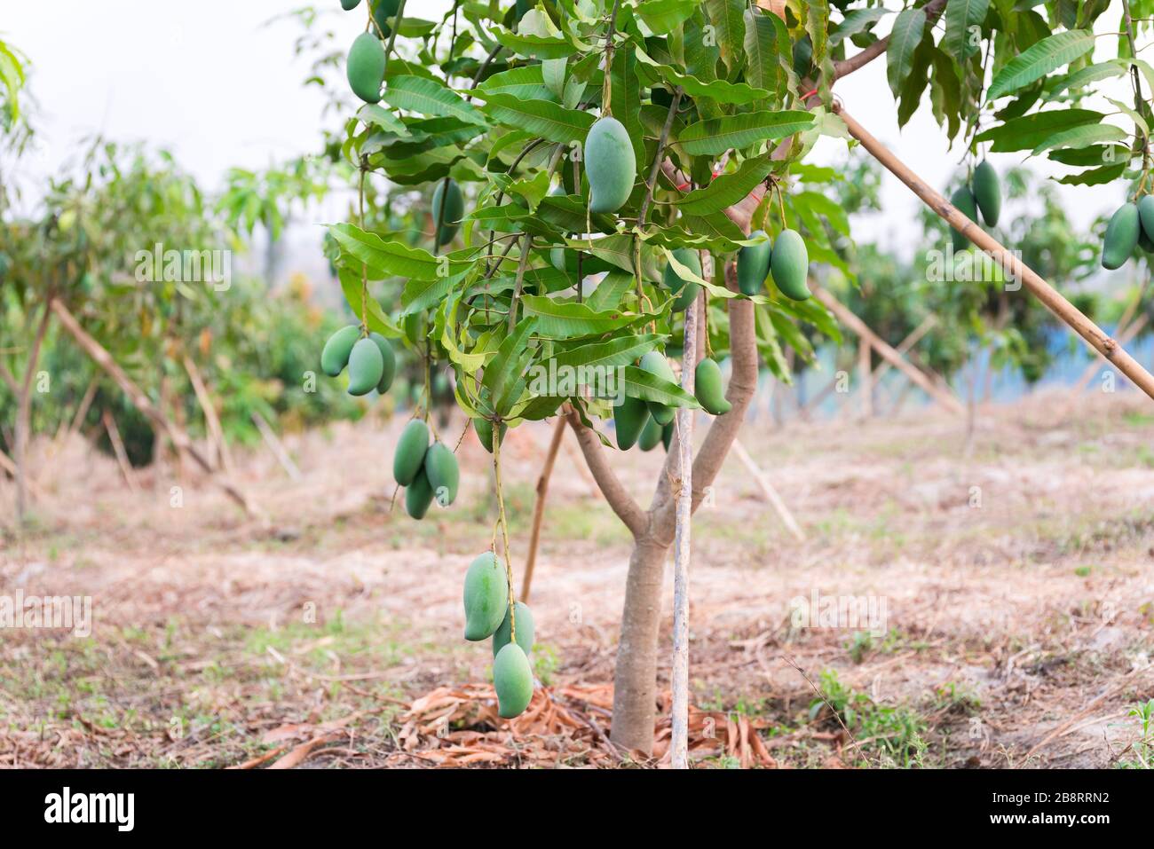 Mango grove hires stock photography and images Alamy