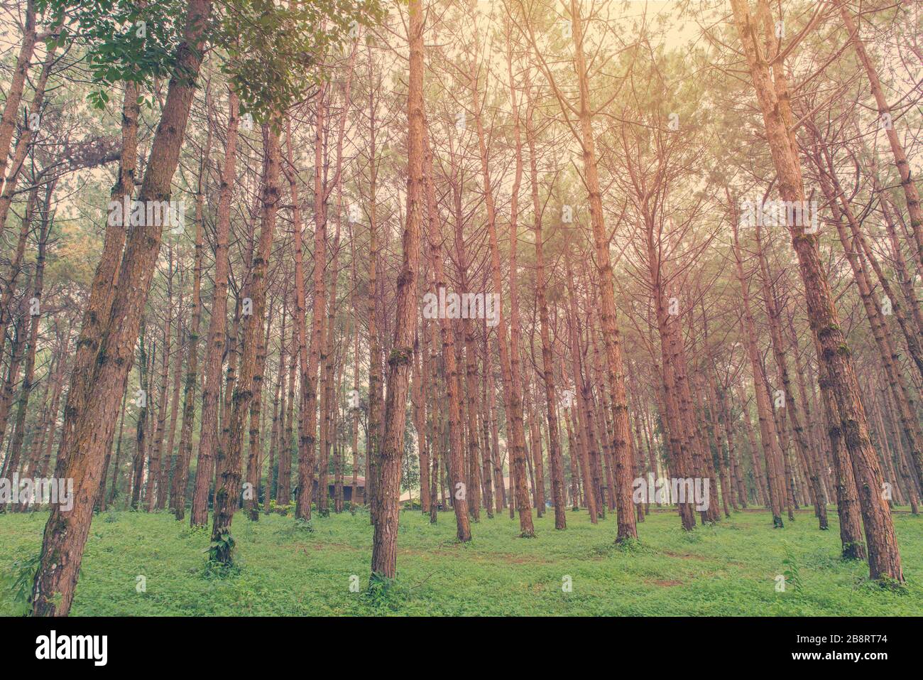 trunks of tall old trees in a pine forest Stock Photo - Alamy