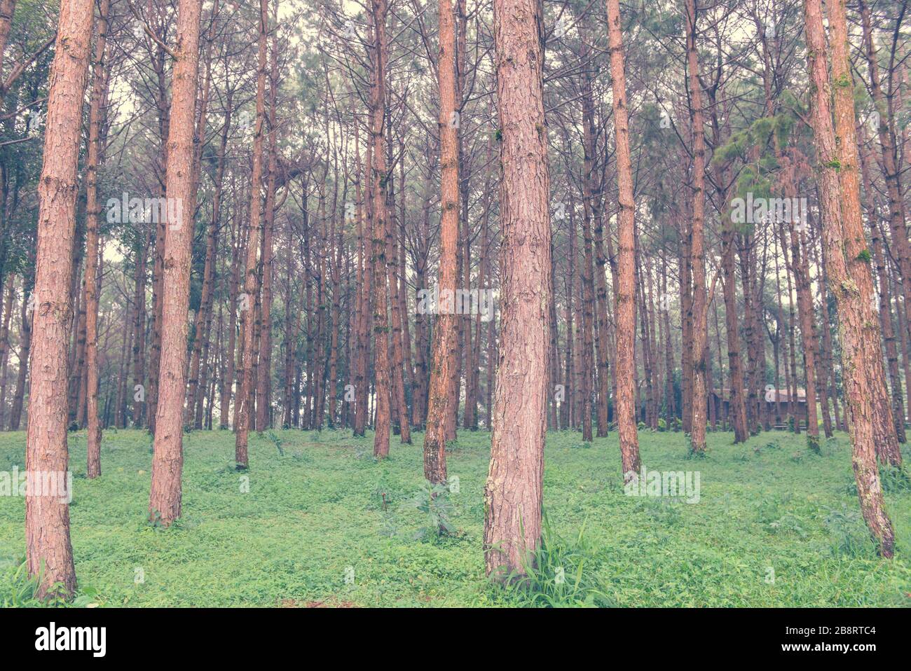 trunks of tall old trees in a pine forest Stock Photo - Alamy