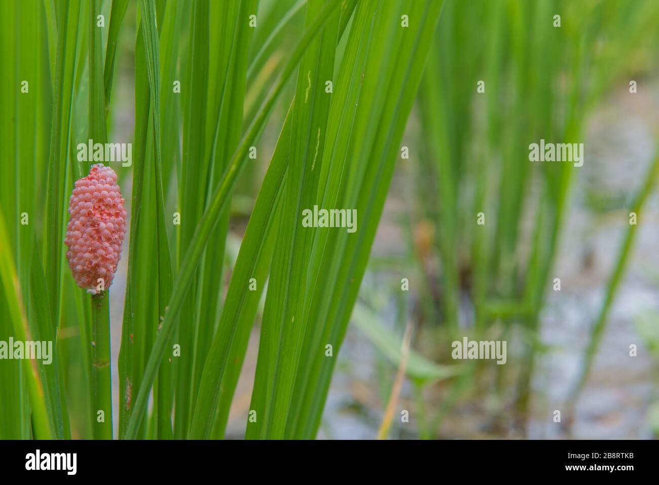 Egg Golden applesnail or Pomacea canaliculata, apple snail eggs on rice