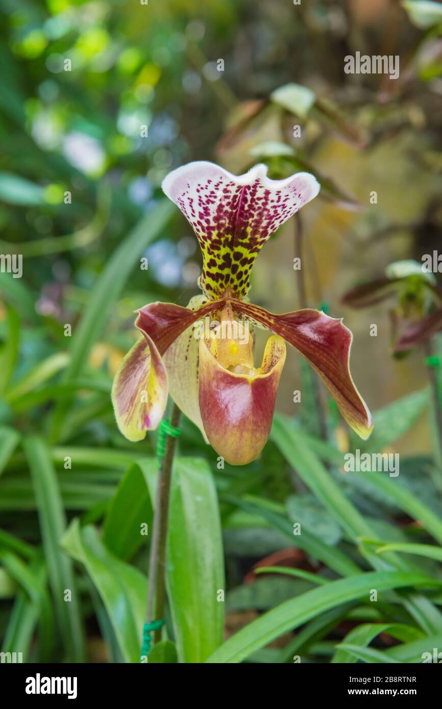 colorful of lady's slipper orchid in Beautiful garden.(Paphiopedilum Callosum) Stock Photo
