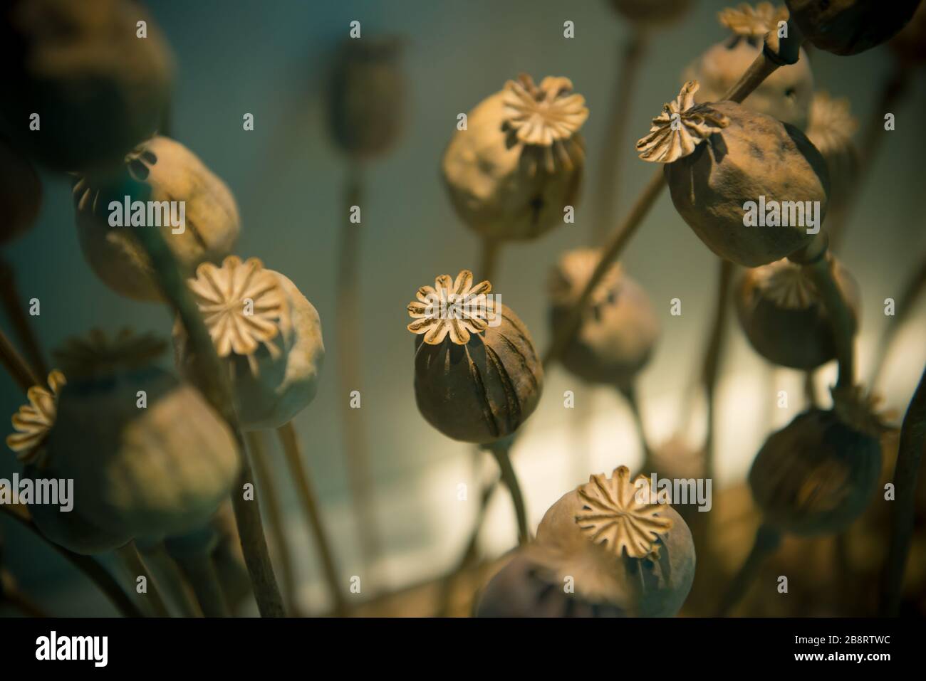 Opium poppy head, Plants for medicine or drugs. Stock Photo
