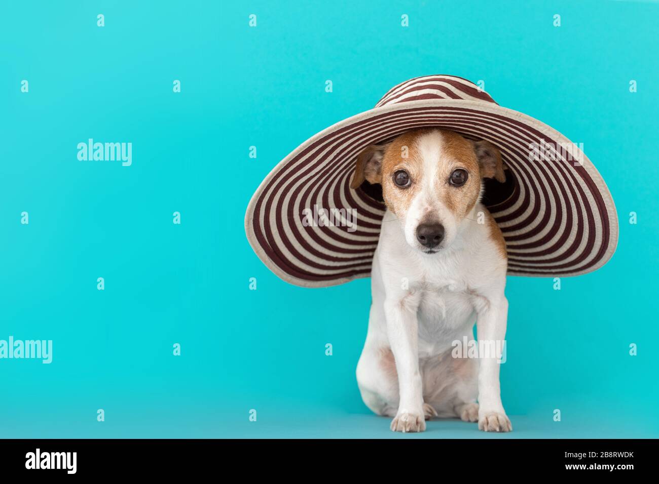 Funny obedient small Jack Russell Terrier dog in big hat with brim