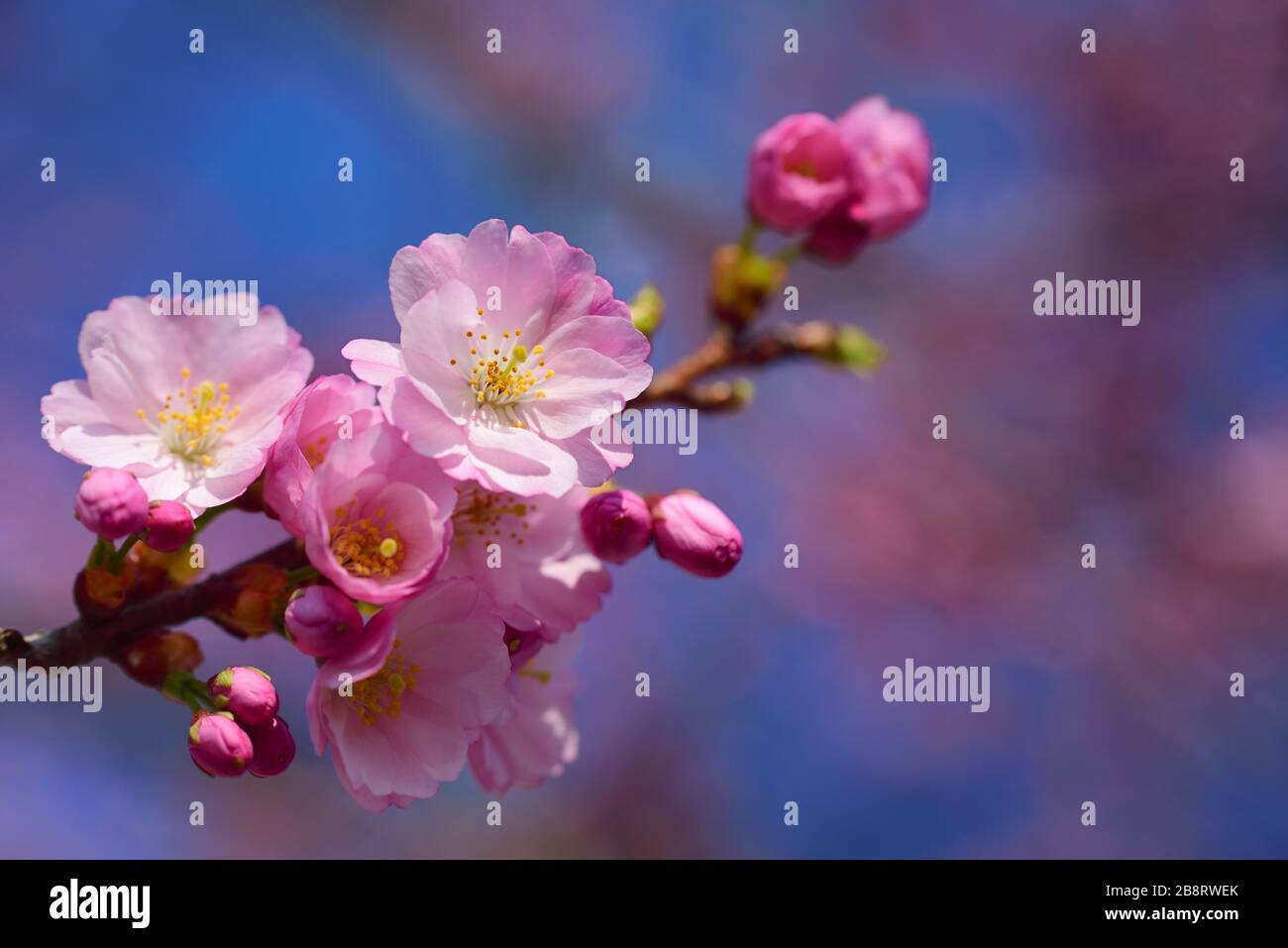 Close-up of a delicate cherry blossom branch with pink flowers against ...