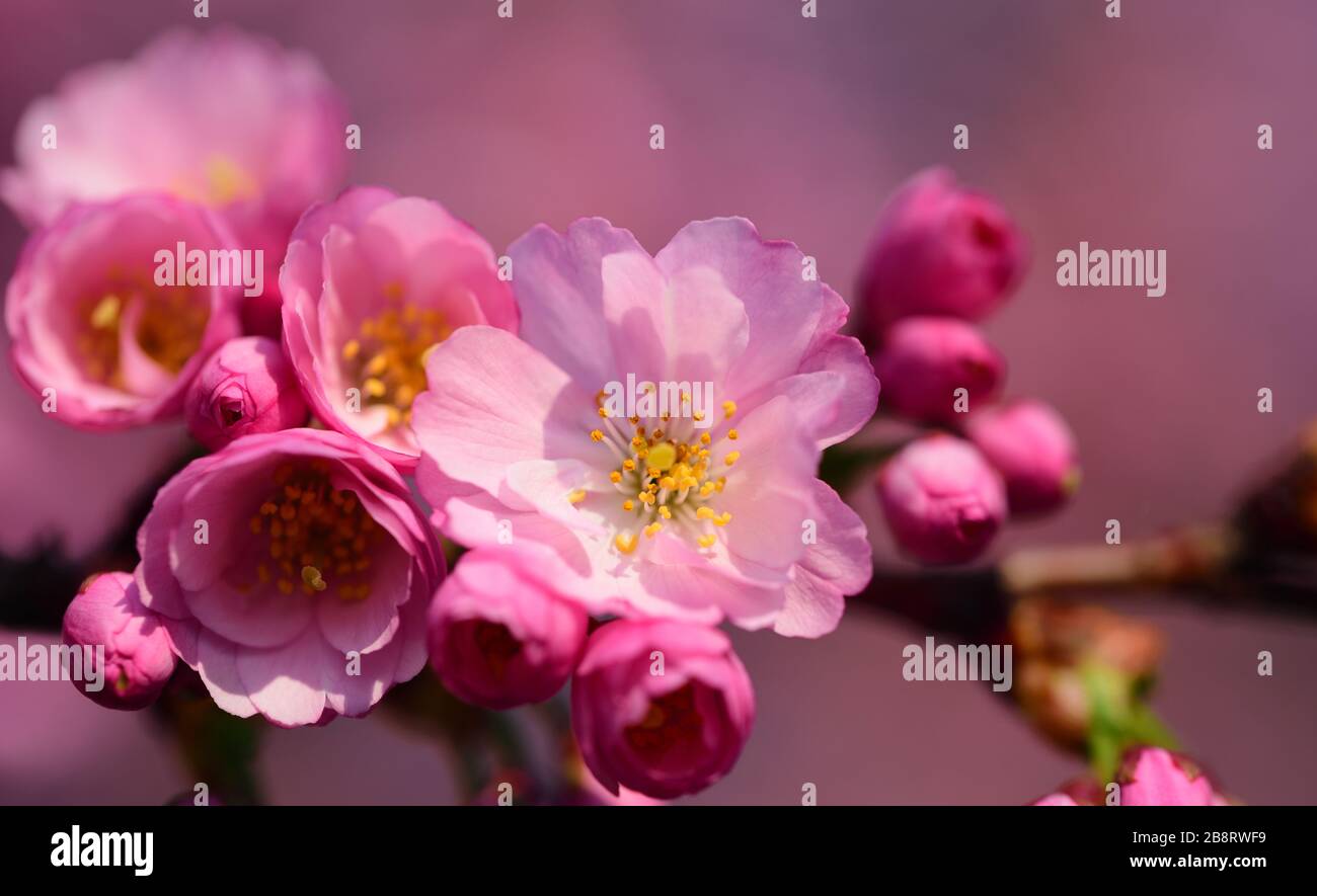 Delicate cherry blossoms hi-res stock photography and images - Alamy