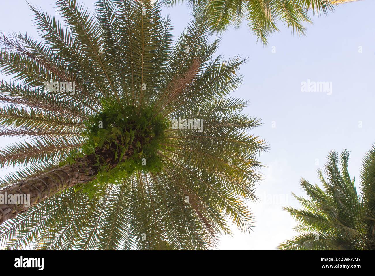 Coconut palm trees in tropical beach Thailand Stock Photo - Alamy
