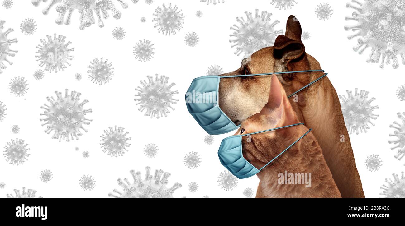 Coronavirus pets as a cat and dog wearing a surgical mask to protect from virus infection or veterinarian pet hygiene health care symbol. Stock Photo