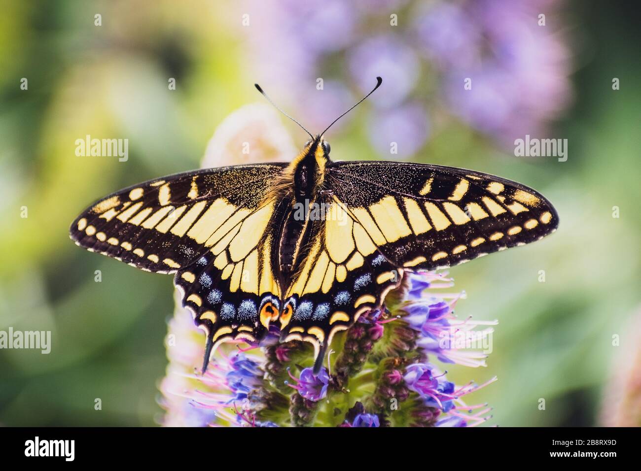 Close up of Western Tiger Swallowtail (Papilio rutulus) resting on a flower, San Francisco bay area, California Stock Photo