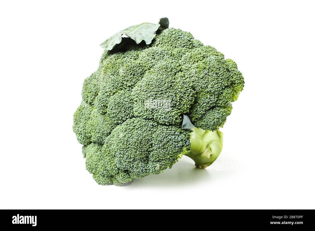 Broccoli closeup isolated on white background Stock Photo
