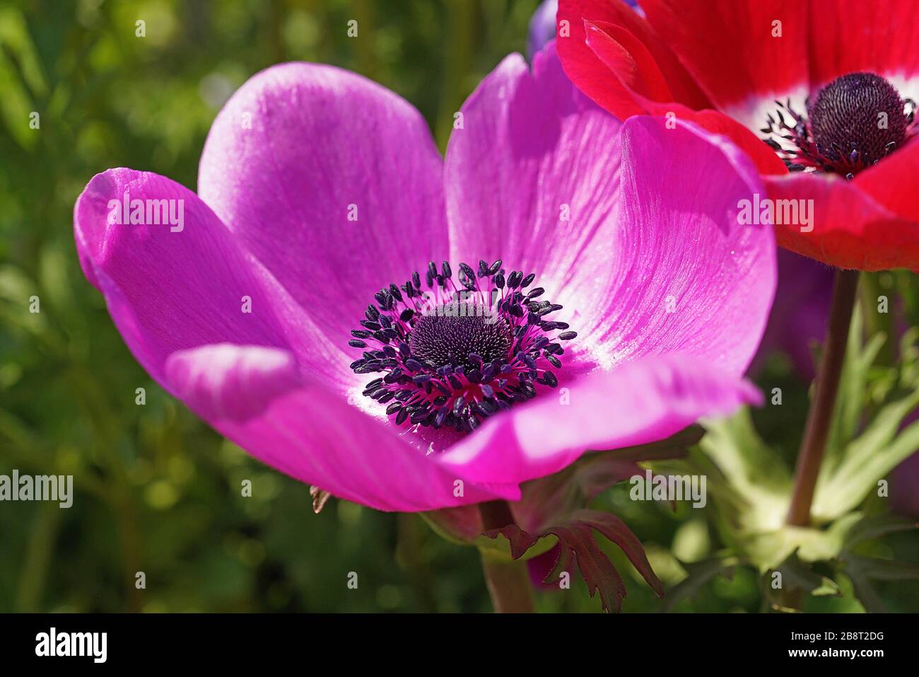 poppy flowers in Seoul, South Korea Stock Photo Alamy