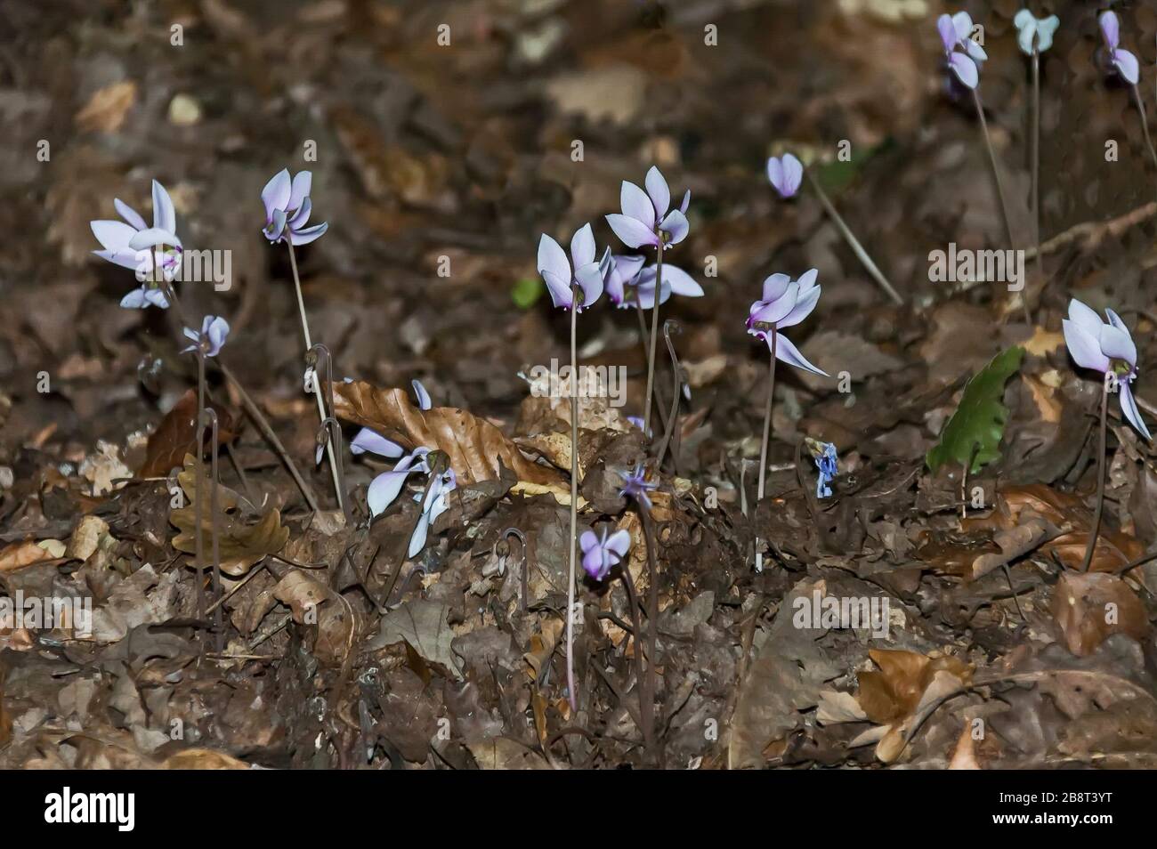 Purple and white cyclamen flowers on a dry leaves background, Sredna Gora mountain, Bulgaria Stock Photo