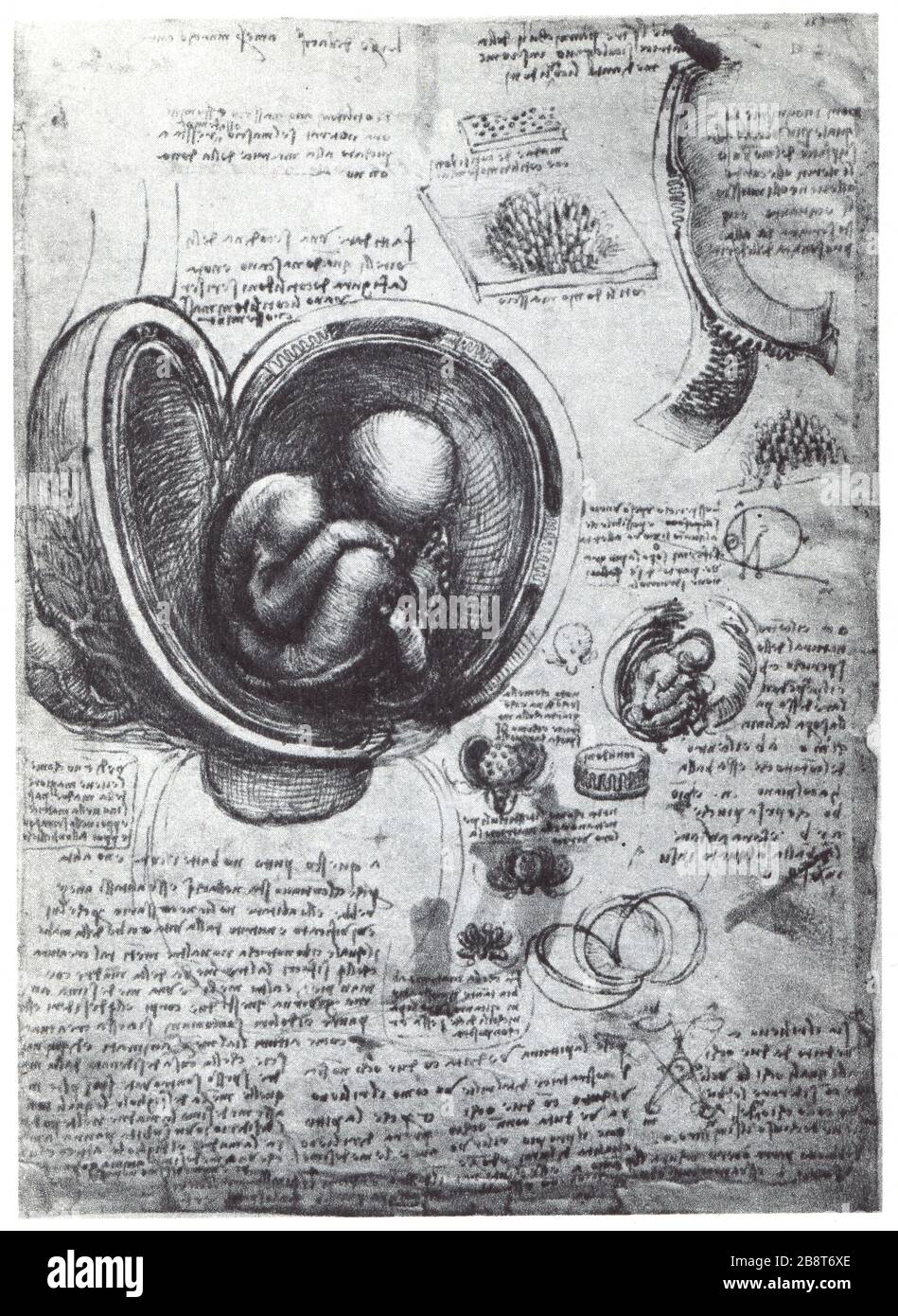 Leonardo da Vinci. An embryo in the womb. 1512. Stock Photo